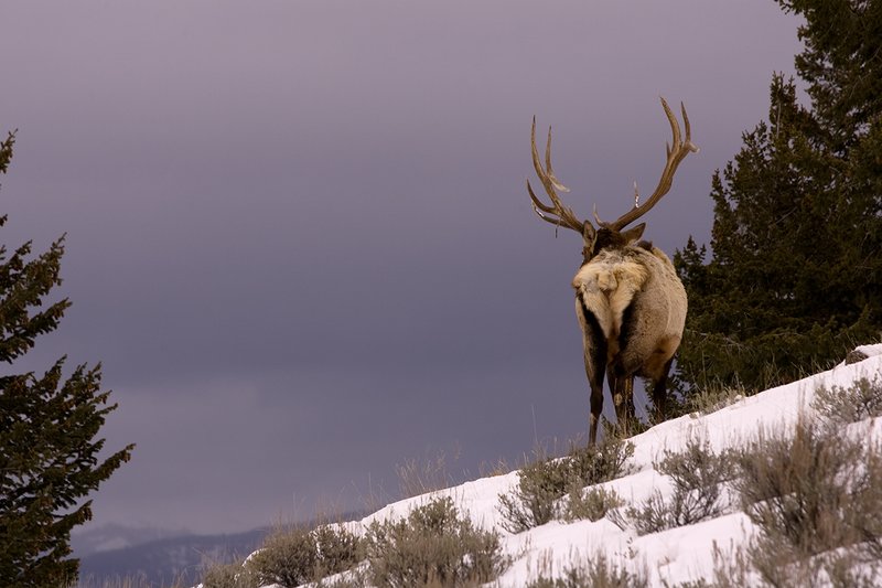 TC-Bull Elk in Snow-D00311-00046.jpg :: 6x6 bull elk in wintery snow covered open timber and sage.