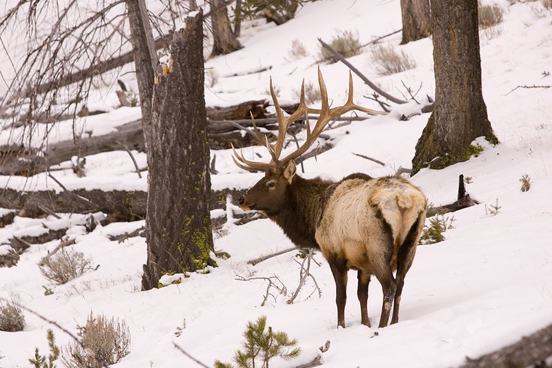 TC-Bull Elk in Snow-D00311-00048.jpg :: 6x6 bull elk in wintery snow covered open timber and sage.
