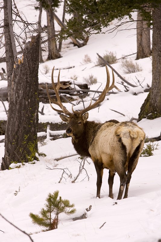 TC-Bull Elk in Snow-D00311-00050.jpg :: 6x6 bull elk in wintery snow covered open timber and sage.