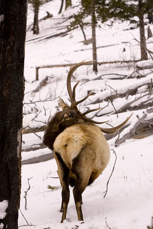TC-Bull Elk in Snow-D00311-00060.jpg :: 6x6 bull elk in wintery snow covered open timber and sage.