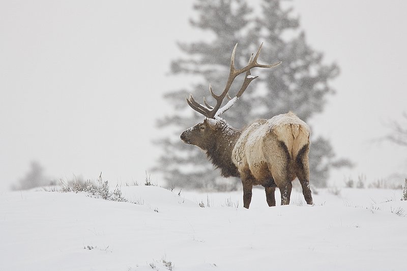 TC-Bull Elk in Snow-D00311-00552.jpg :: 5x6 Bull Elk with right antler deformed feeding on grass under snow standing on crest of snow covered sage hill during snow storm