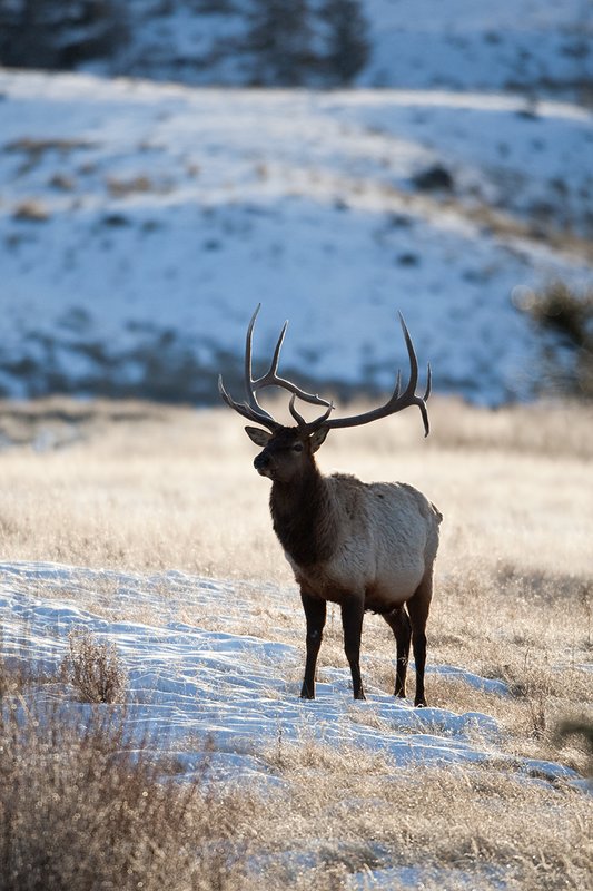 TC-Bull Elk in Snow-D00311-00675.jpg :: 6x6 Trophy Class Bull Elk pauses to life his head from feeding in open sage/willow snow covered meadow