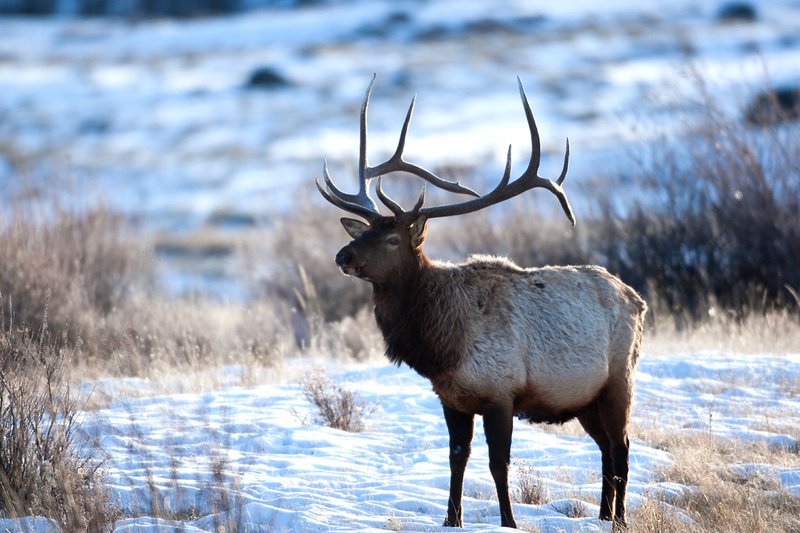 TC-Bull Elk in Snow-D00311-00679.jpg :: 6x6 Trophy Class Bull Elk pauses to life his head from feeding in open sage/willow snow covered meadow