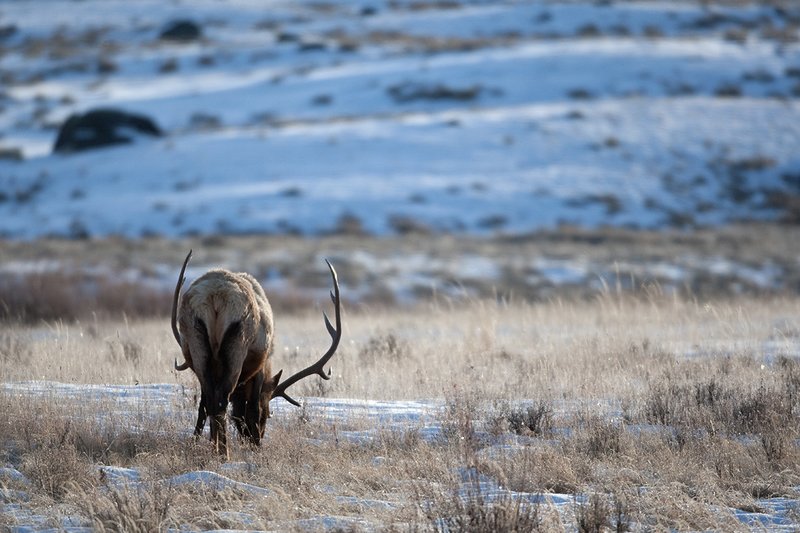 TC-Bull Elk in Snow-D00311-00683.jpg :: 6x6 Trophy Class Bull Elk feeding in open sage/willow snow covered meadow