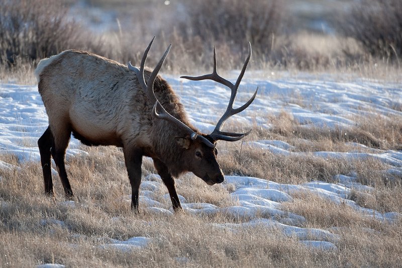 TC-Bull Elk in Snow-D00311-00685.jpg :: 6x6 Trophy Class Bull Elk feeding in open sage/willow snow covered meadow