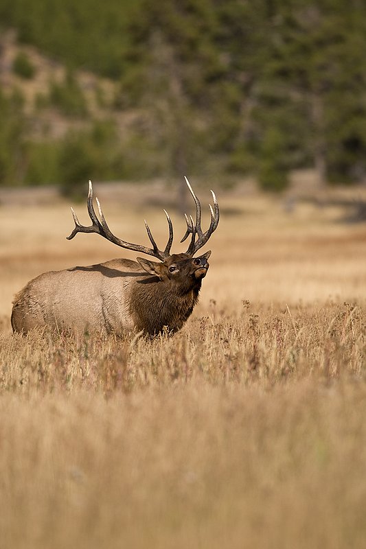 TC-Bull Elk-D00315-00774.jpg :: 6x6 Bull Elk walking straight on with head thrown back agressivly posturing during the rut.