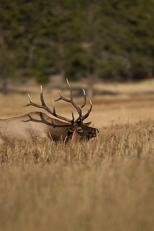 TC-Bull Elk-D00315-00777.jpg :: 6x6 Bull Elk walking broadside with head thrown back agressivly posturing during the rut.