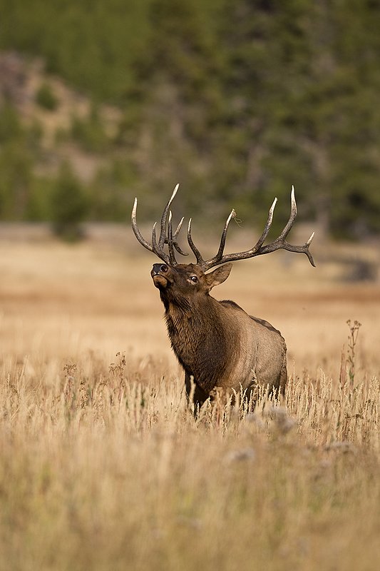 TC-Bull Elk-D00315-00780.jpg :: 6x6 Bull Elk walking straight on with head thrown back agressivly posturing during the rut.