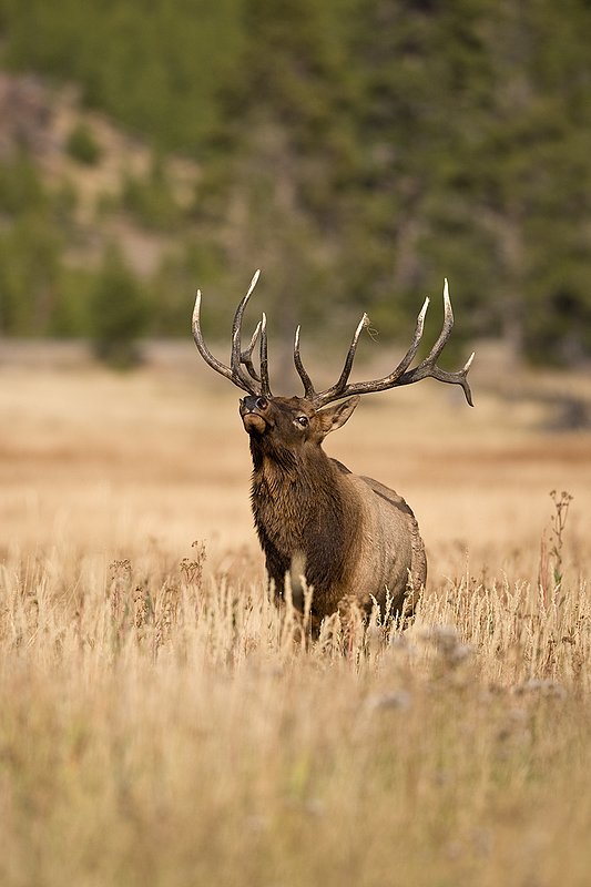 TC-Bull Elk-D00315-00783.jpg :: 6x6 Bull Elk walking straight on with head thrown back agressivly posturing during the rut.