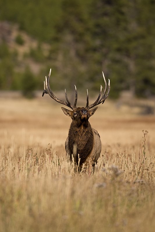 TC-Bull Elk-D00315-00789.jpg :: 6x6 Bull Elk walking straight on with head thrown back agressivly posturing during the rut.