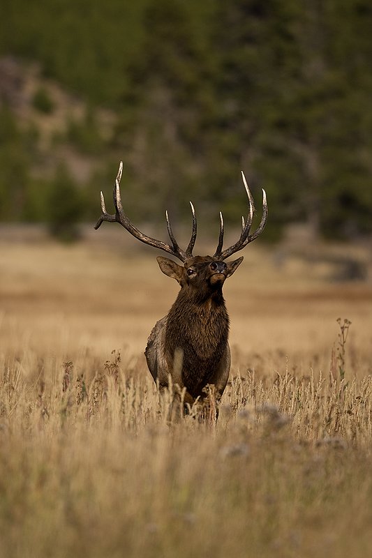 TC-Bull Elk-D00315-00792.jpg :: 6x6 Bull Elk walking straight on with head thrown back agressivly posturing during the rut.