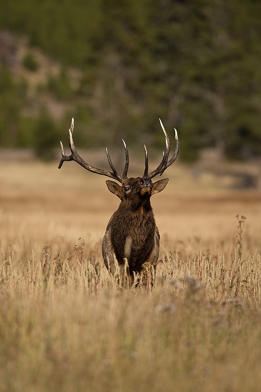 TC-Bull Elk-D00315-00798.jpg :: 6x6 Bull Elk walking straight on with head thrown back agressivly posturing during the rut.