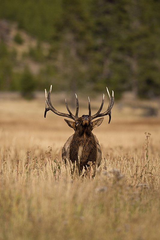 TC-Bull Elk-D00315-00801.jpg :: 6x6 Bull Elk walking straight on with head thrown back agressivly posturing during the rut.