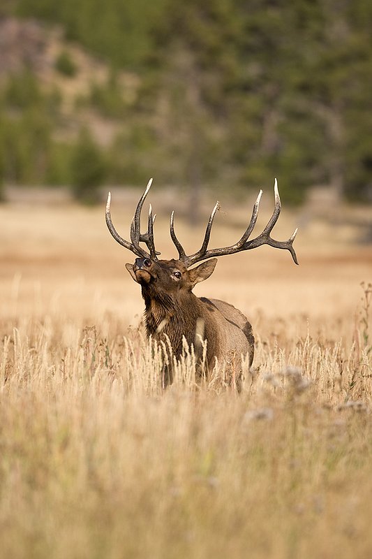 TC-Bull Elk-D00315-00804.jpg :: 6x6 Bull Elk walking straight on with head thrown back agressivly posturing during the rut.