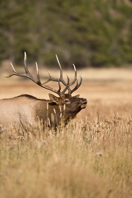 TC-Bull Elk-D00315-00807.jpg :: 6x6 Bull Elk walking broadside with head thrown back agressivly posturing during the rut.