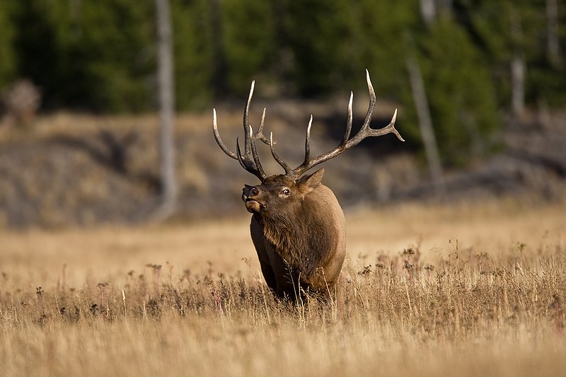 TC-Bull Elk-D00315-00816.jpg :: 6x6 Bull Elk walking straight on with head thrown back agressivly posturing during the rut.