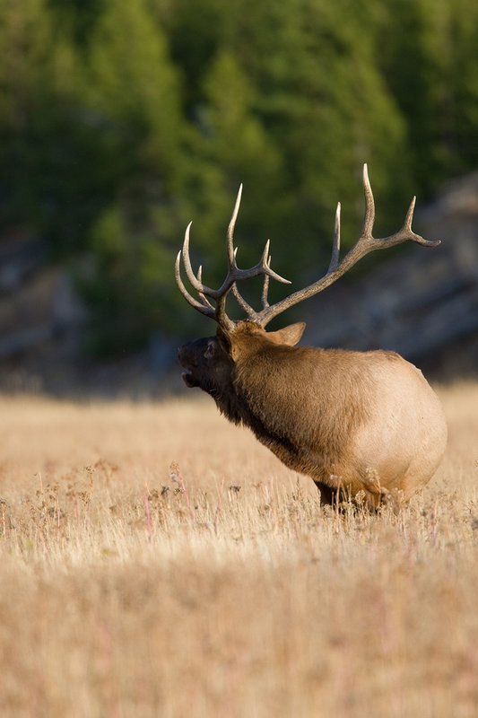 TC-Bull Elk-D00315-00828.jpg :: 6x6 Bull Elk straight on turned back over his shoulder bugling
