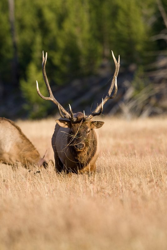 TC-Bull Elk-D00315-00837.jpg :: 6x6 Bull Elk standing straight with grass on his face after raking the meadow with his antlers