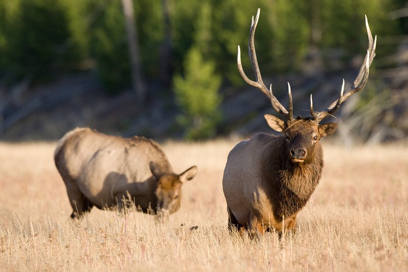 TC-Bull Elk-D00315-00849.jpg :: 6x6 Bull Elk standing straight with grass on his face after raking the meadow with his antlers, cow feeding in meadow behind him