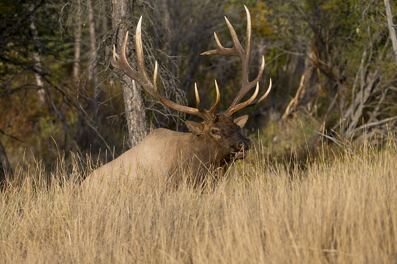 TC-Bull Elk-D00315-009192.jpg :: 7x8 trophy class bull elk coming out of a brushy timbered creek bottom on the prod for a fight