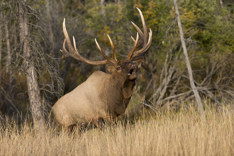 TC-Bull Elk-D00315-009200.jpg :: 7x8 trophy class bull elk coming out of a brushy timbered creek bottom on the prod bugling a challenge for a fight