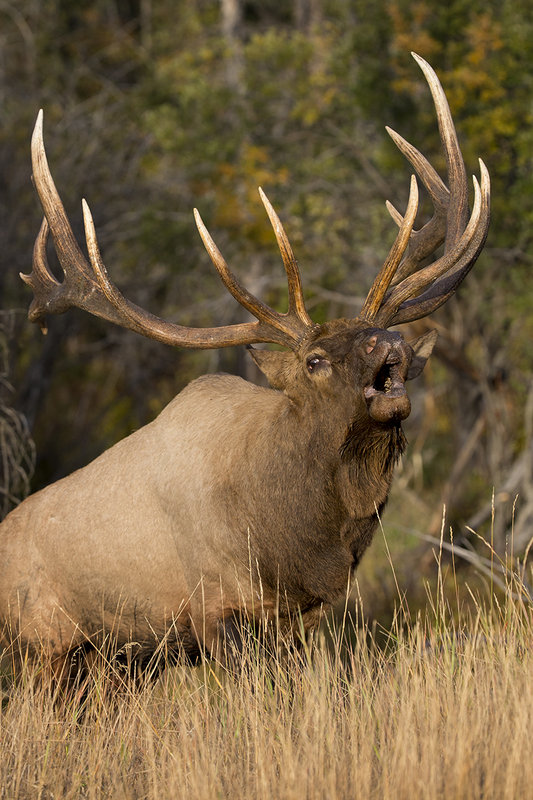 TC-Bull Elk-D00315-009201.jpg :: 7x8 trophy class bull elk coming out of a brushy timbered creek bottom on the prod bugling a challenge for a fight