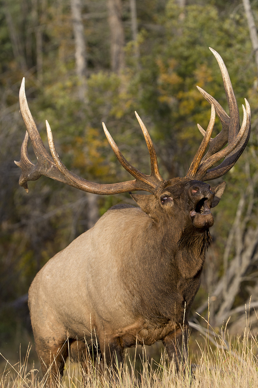 TC-Bull Elk-D00315-009210.jpg :: 7x8 trophy class bull elk coming out of a brushy timbered creek bottom on the prod bugling a challenge for a fight