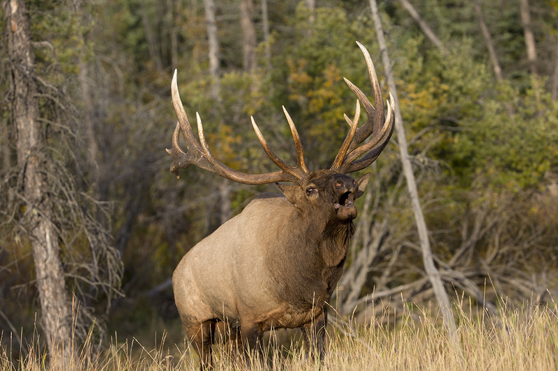 TC-Bull Elk-D00315-009212.jpg :: 7x8 trophy class bull elk coming out of a brushy timbered creek bottom on the prod bugling a challenge for a fight