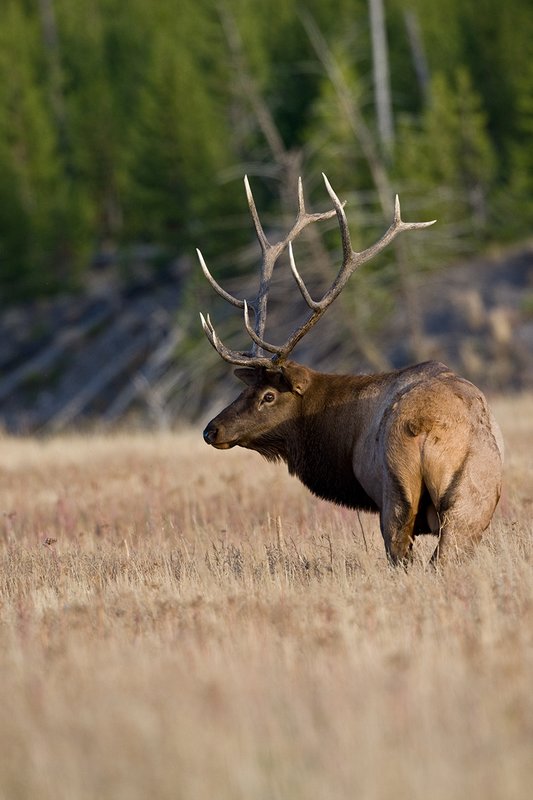 TC-Bull Elk-D00315-00924.jpg :: 6x6 Bull Elk standing alerly in open mountain meadow
