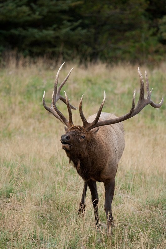 TC-Bull Elk-D00315-00968.jpg :: 7x7 Trophy Class Bull Elk with antlers laid back posturing for another bull coming near his harem of cows
