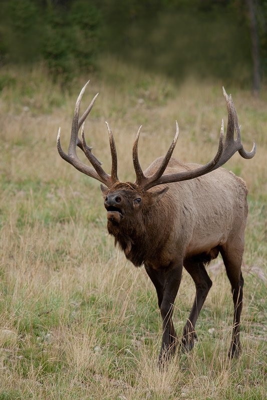 TC-Bull Elk-D00315-00987.jpg :: 7x7 Trophy Class Bull Elk with antlers laid back posturing for another bull coming near his harem of cows
