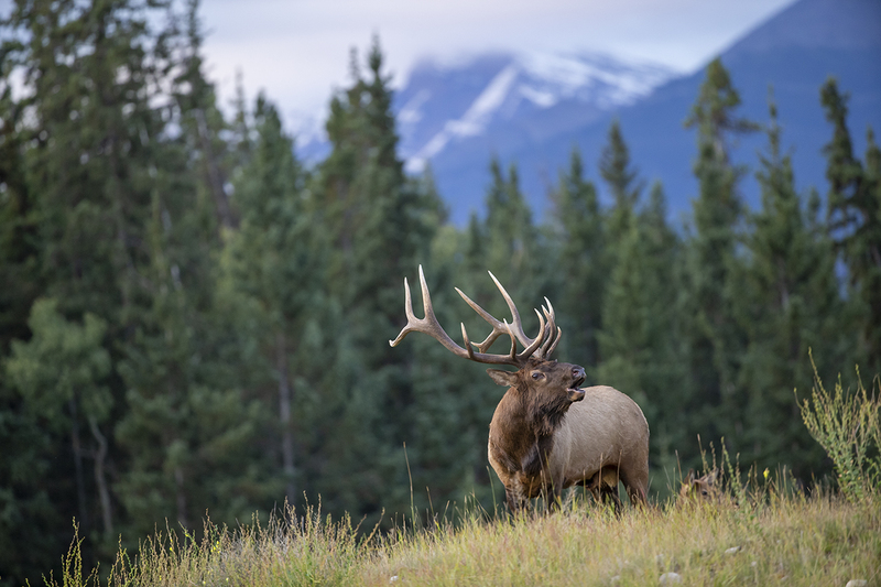 TC-Bull Elk-D00315-010013.jpg :: 6x7 rutting bull elk standing on a ridge bugling with a snowcapped mountain in background