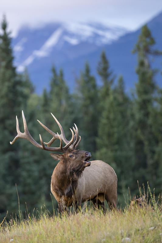 TC-Bull Elk-D00315-010014.jpg :: 6x7 rutting bull elk standing on a ridge bugling with a snowcapped mountain in background