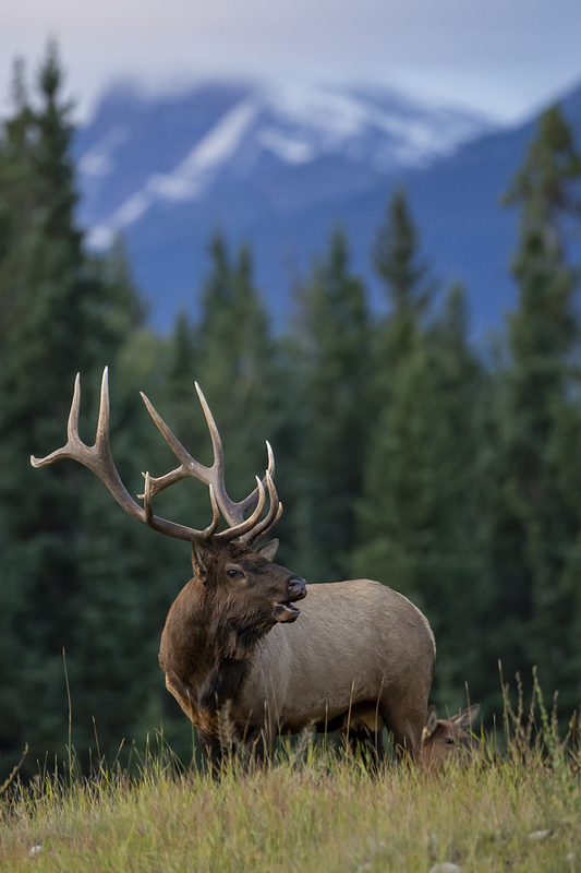 TC-Bull Elk-D00315-010020.jpg :: 6x7 rutting bull elk standing on a ridge bugling with a snowcapped mountain in background