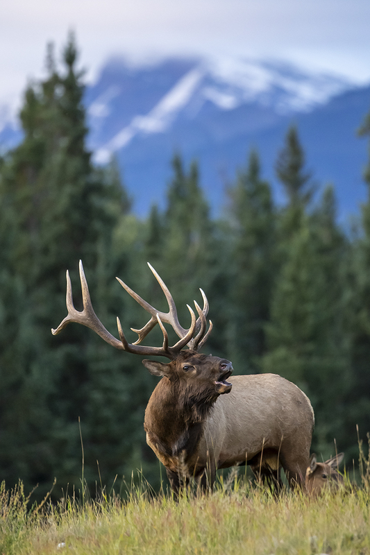TC-Bull Elk-D00315-010032.jpg :: 6x7 rutting bull elk standing on a ridge bugling with a snowcapped mountain in background