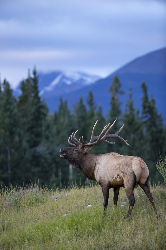 TC-Bull Elk-D00315-010047.jpg :: 6x7 rutting bull elk standing on a ridge bugling with a snowcapped mountain in background