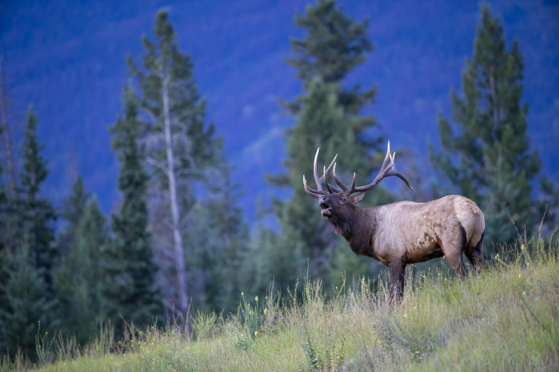 TC-Bull Elk-D00315-010089.jpg :: 6x7 rutting bull elk on mountain ridge above his cows bugling a response to another bull challenging him