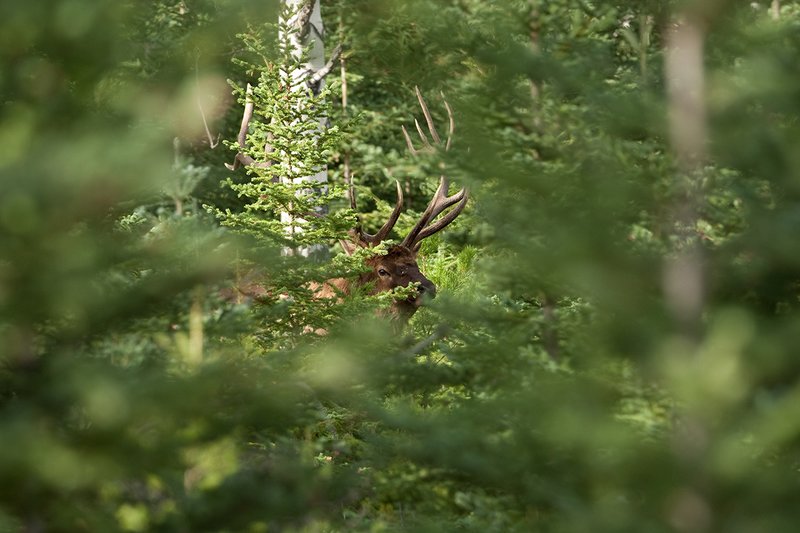 TC-Bull Elk-D00315-01312.jpg :: 7x7 Trophy Class Bull Elk standing alertly in a small opening in a pine forest staring at something ahead of him whi