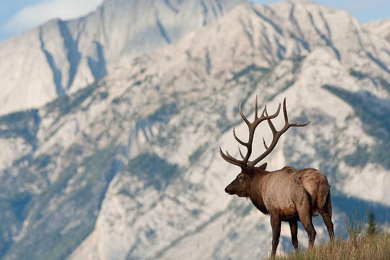TC-Bull Elk-D00315-01367.jpg :: 7x7 Trophy Class Bull Elk standing on crest of ridge with dramatic Rocky Mountain backdrop