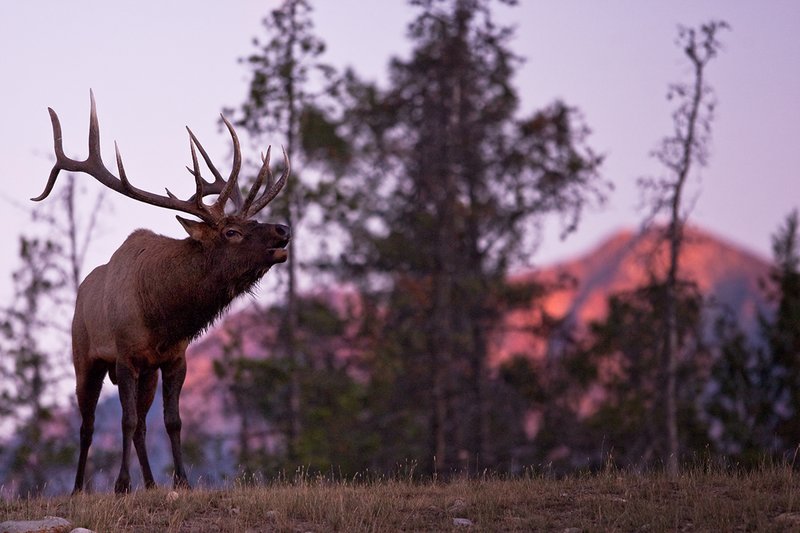 TC-Bull Elk-D00315-01891.jpg :: 7x7 Trophy Class Bull Elk bugling at edge of timber crest of ridge with the alpenglow lighting up the mountain ridge behind him