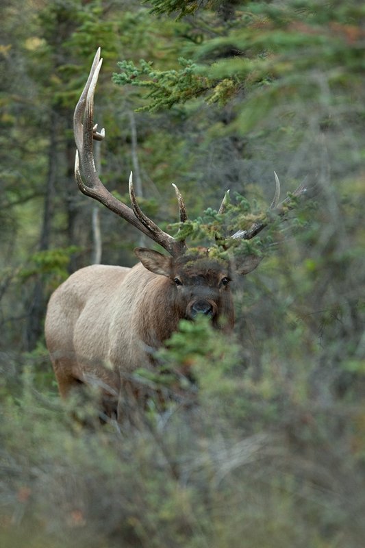 TC-Bull Elk-D00315-01941.jpg :: 7x7 Trophy Class Bull Elk standing straight on peering alertly through heavy timber and brush