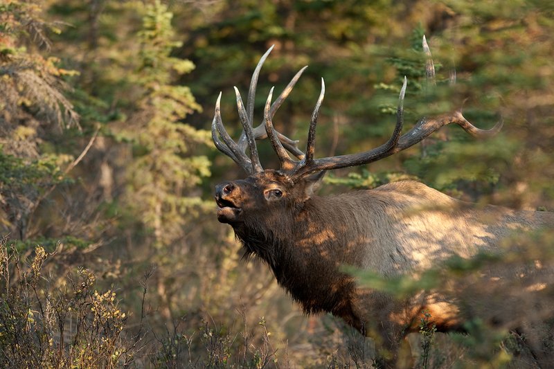TC-Bull Elk-D00315-01961.jpg :: bugling while standing in heavy timber and brush in dappled light of early morning