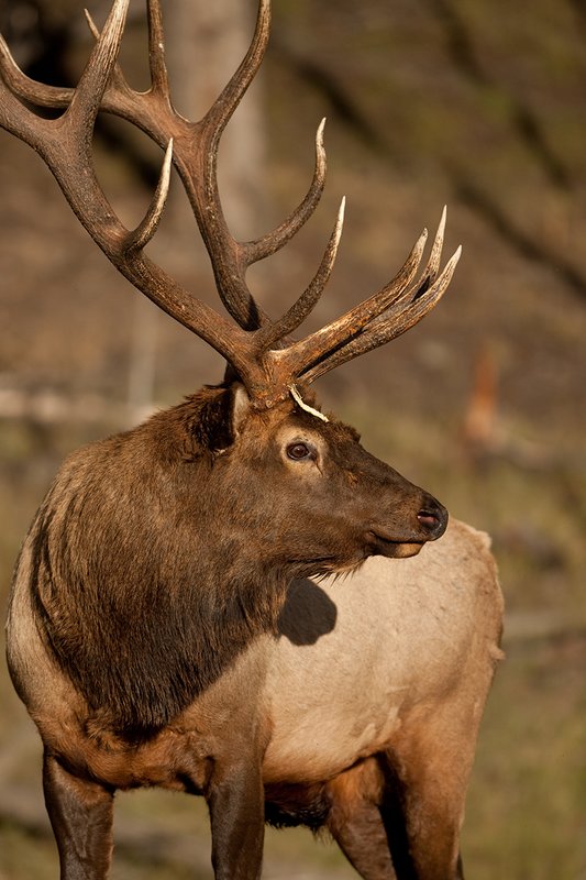 TC-Bull Elk-D00315-02028.jpg :: 7x7 Trophy Class Bull Elk alertly standing at edge of timber(head & shoulder portrait