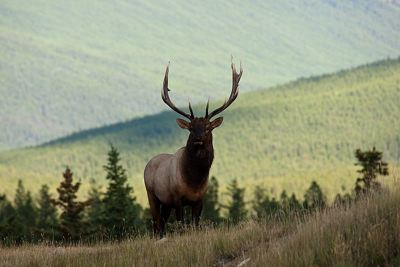 TC-Bull Elk-D00315-02057.jpg :: 8X6 Bull Elk standing on crest of ridge in shadows silhouetting him against dramatic Rocky Mountain backdrop