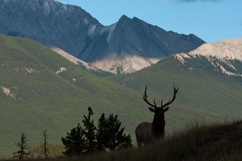 TC-Bull Elk-D00315-02186.jpg :: 8X6 Bull Elk standing on crest of ridge in shadows silhouetting him against dramatic Rocky Mountain backdrop