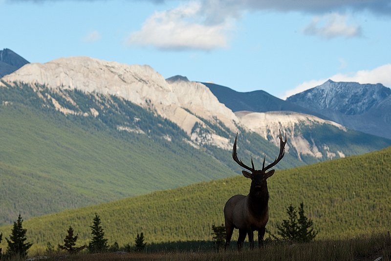 TC-Bull Elk-D00315-02190.jpg :: 8X6 Bull Elk standing on crest of ridge in shadows silhouetting him against dramatic Rocky Mountain backdrop