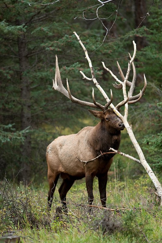 TC-Bull Elk-D00315-02207.jpg :: 7x8 Trophy Class Bull Elk josting with an aspen tree in rutting behavior taking agression out on tree