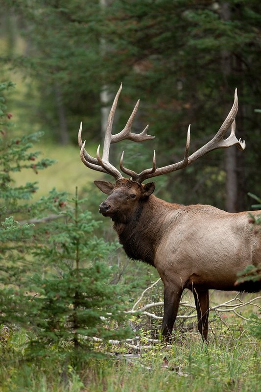 TC-Bull Elk-D00315-02289.jpg :: 7x8 Trophy Class Bull Elk standing alertly in open timber looking over his shoulder