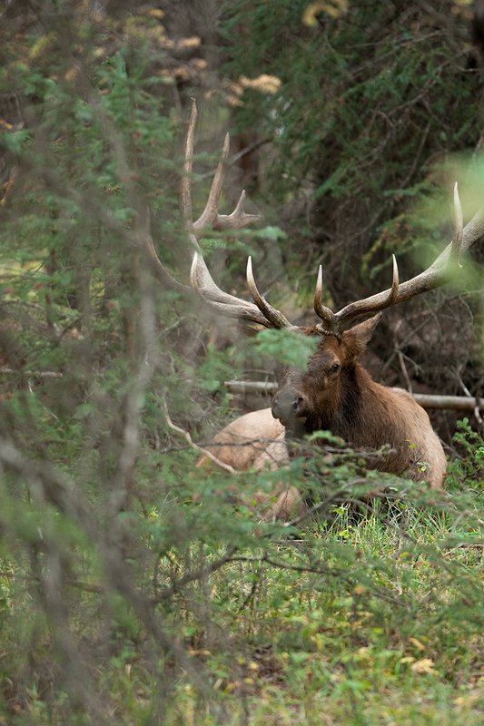 TC-Bull Elk-D00315-02318.jpg :: 7x8 Trophy Class Bull Elk bedded down in heavy timber