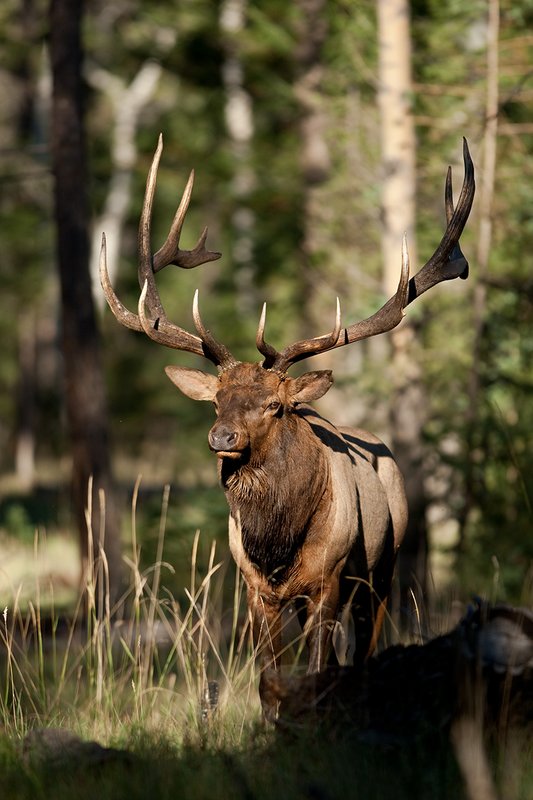 TC-Bull Elk-D00315-02357.jpg :: 7x8 Trophy Class Bull Elk alertly standing straight on in semi open timber